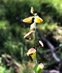 Crotalaria brevis