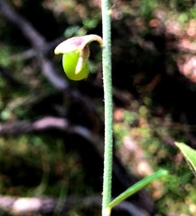 Crotalaria brevis