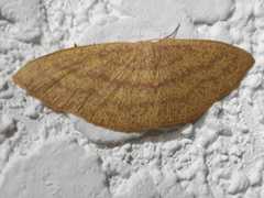 Cyclophora gigantula