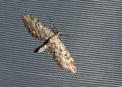 Eupithecia nanata