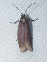 Urodidae
