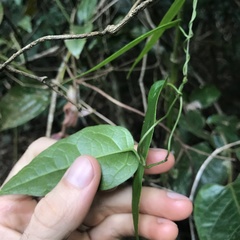 Aristolochia laheyana