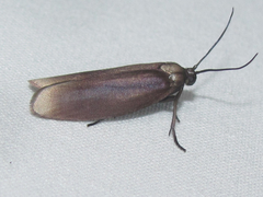 Urodidae