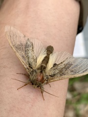 Peridea anceps