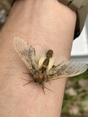 Peridea anceps