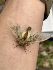 Peridea anceps