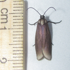Urodidae