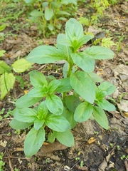 Epilobium pseudorubescens