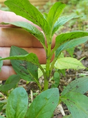 Epilobium pseudorubescens