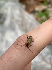 Cortodera humeralis