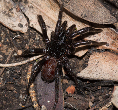 Hadronyche adelaidensis