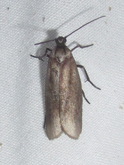 Urodidae