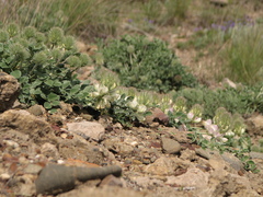 Hedysarum candidum