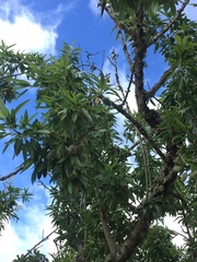 Amygdalus