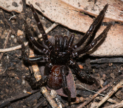 Hadronyche adelaidensis