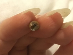 Cantharidella picturata