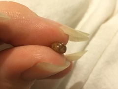 Cantharidella picturata