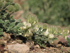 Hedysarum candidum