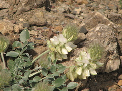 Hedysarum candidum