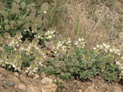 Hedysarum candidum