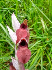 Serapias cordigera