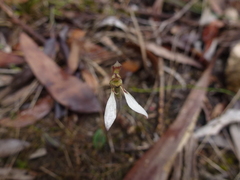 Eriochilus collinus collinus