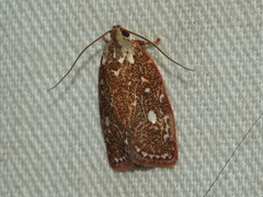 Euchaetis metallota