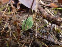 Eriochilus collinus collinus