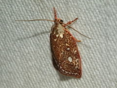 Euchaetis metallota
