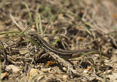 Lacerta strigata