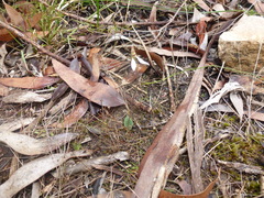 Eriochilus collinus collinus