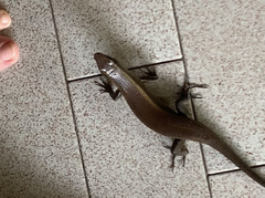 Eutropis multifasciata