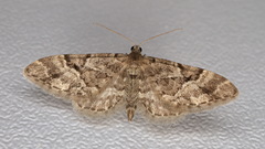 Eupithecia lanceata
