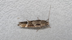 Mompha sturnipennella