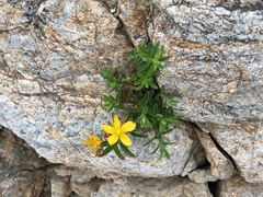 Hypericum sikokumontanum