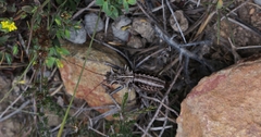 Acanthoproctus vittatus vittatus