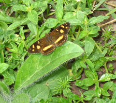 Telenassa berenice