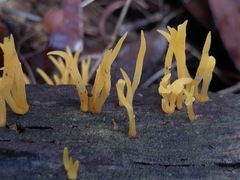 Calocera guepinioides