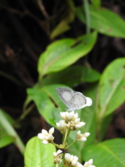 Udara akasa
