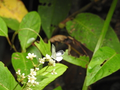 Udara akasa