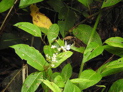 Udara akasa