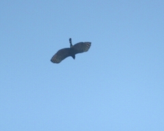 Spizaetus tyrannus