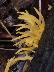 Calocera guepinioides