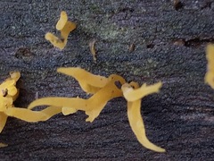 Calocera guepinioides