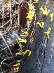 Calocera guepinioides