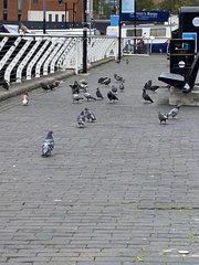 Columba livia domestica