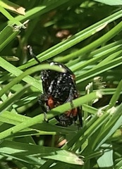 Cercopis arcuata