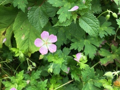 Geranium shikokianum