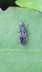 Nigritomyia