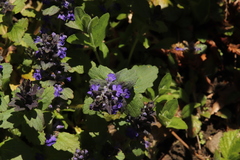Ajuga genevensis